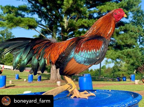 pointing gamefowl|How to bring the rooster on point .